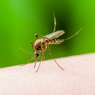 Hurricanes and mosquitos